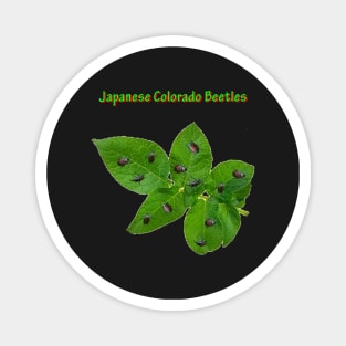 Japanese Colorado Beetles Magnet